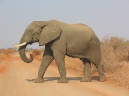 elephant.jpg