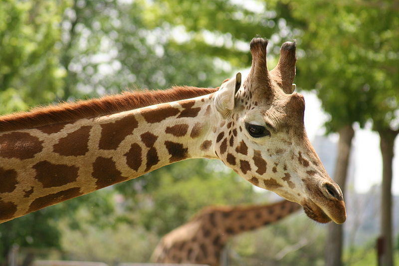 800px-Giraffe.JPG