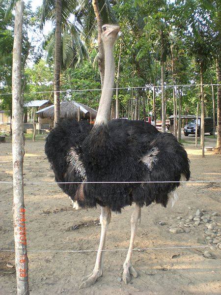 450px-Ostrich.JPG