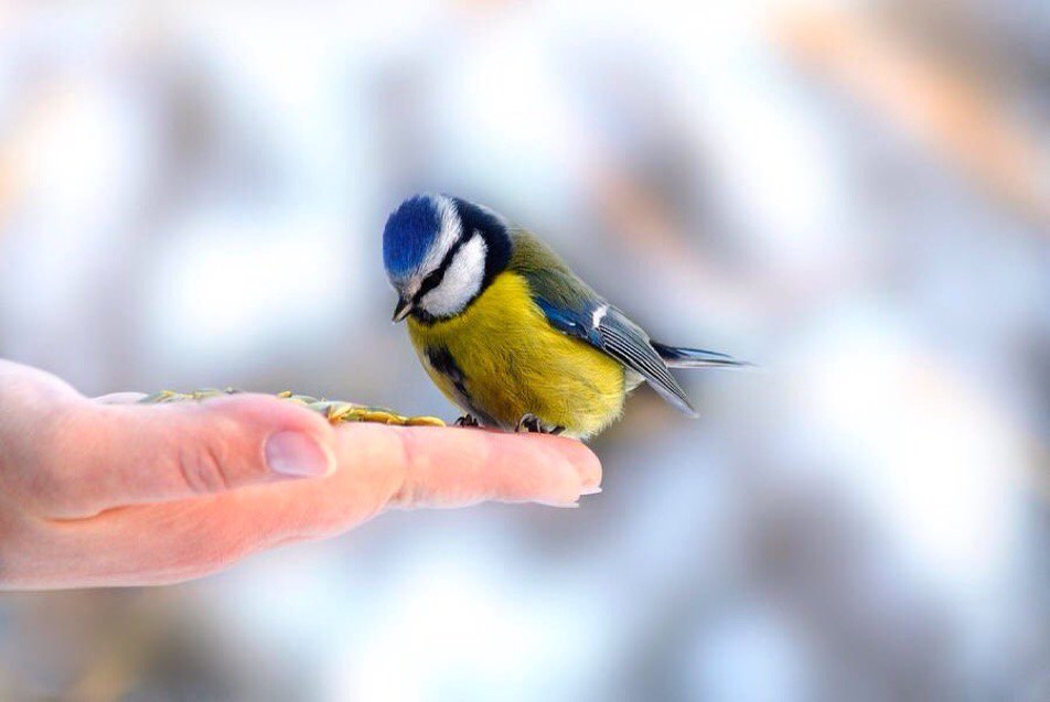 bird.jpg