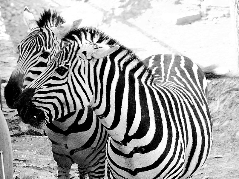 800px-N2_zebra.jpg