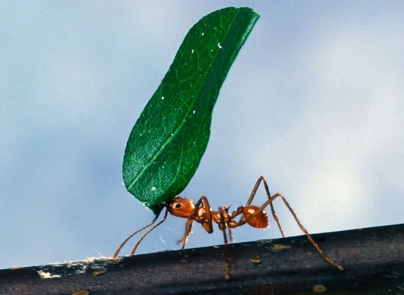 800px-Worker_ant_carrying_leaf.jpg