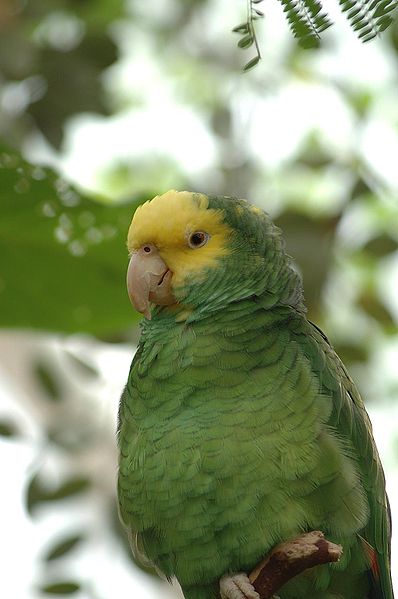 398px-Buberel_green_parrot.jpg