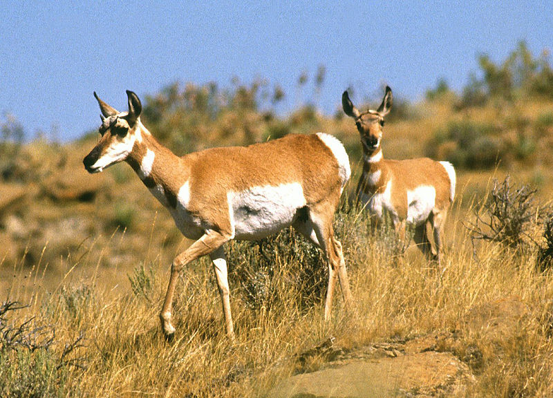 800px-Pronghorn_antelope.jpg