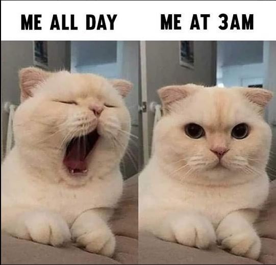 meallday.JPG