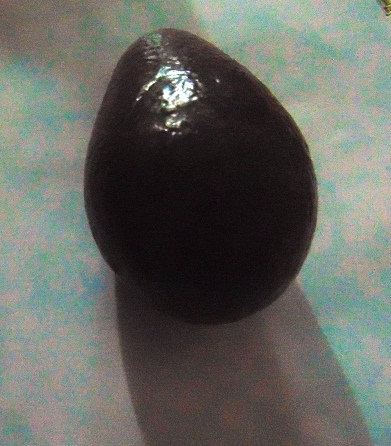 avacadp.jpg