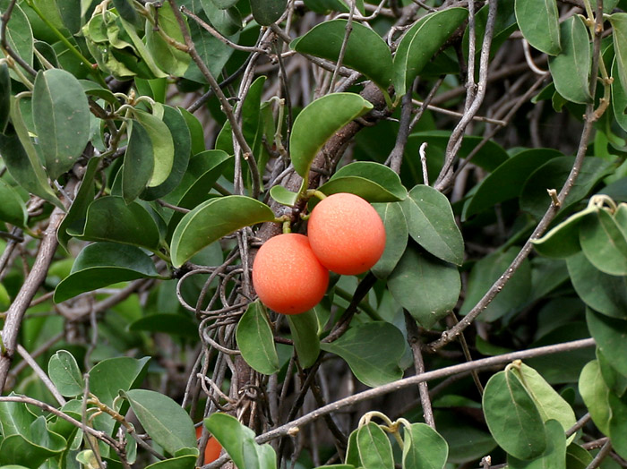 Ximenia_americana_leaves_&_fruit_at_Chilkur_near_Hyderabad,_AP_W2_IMG_7288.jpg