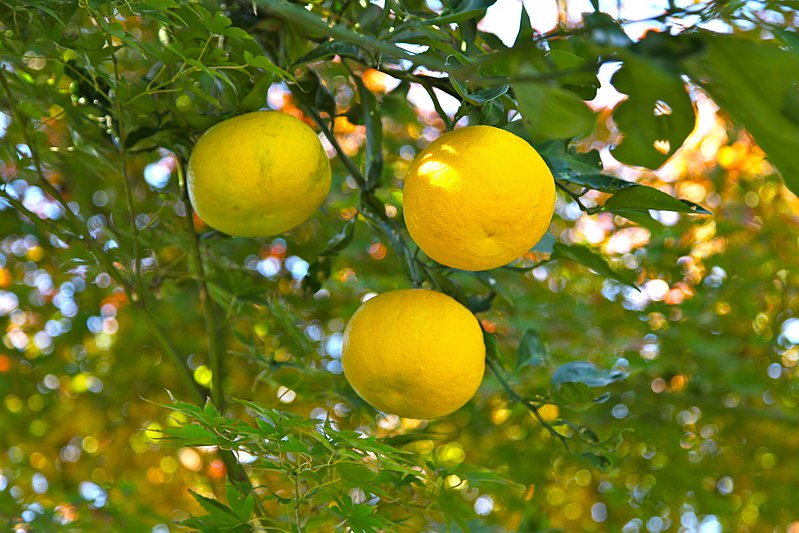 800px-Yuzu_oranges_(6459456959).jpg