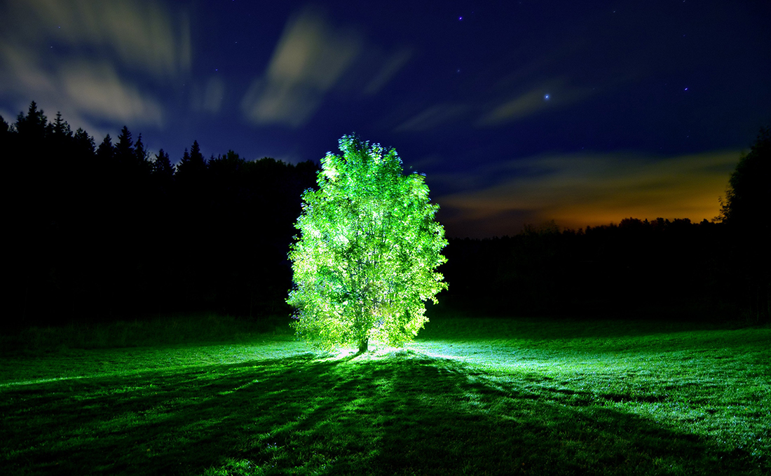 plantlight.jpg