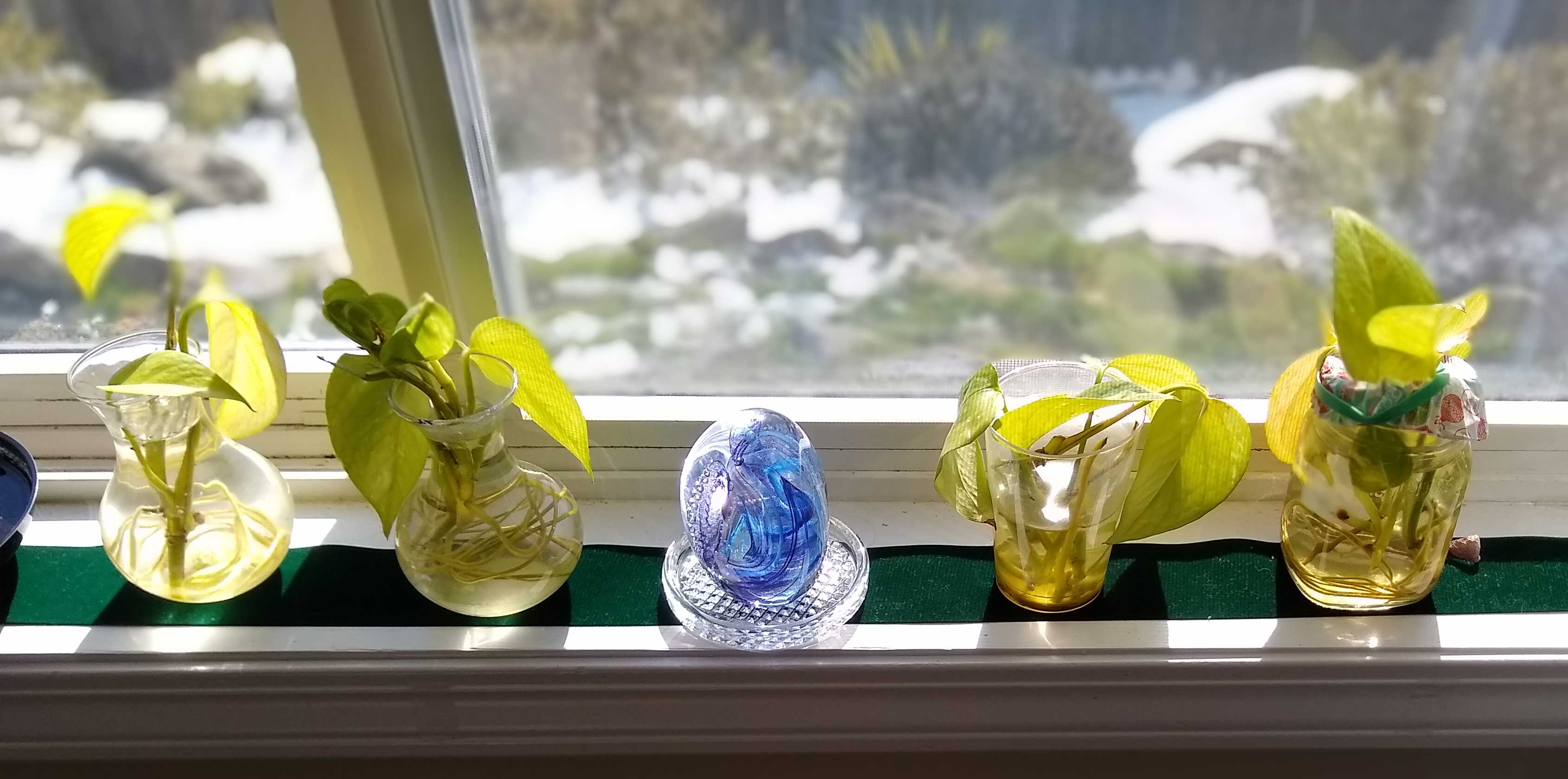 plants.jpg