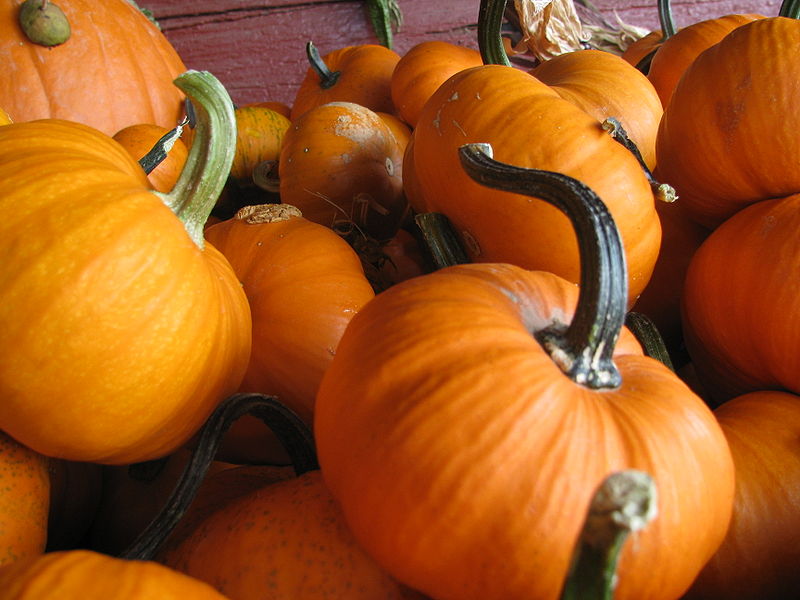 pumpkins.jpeg