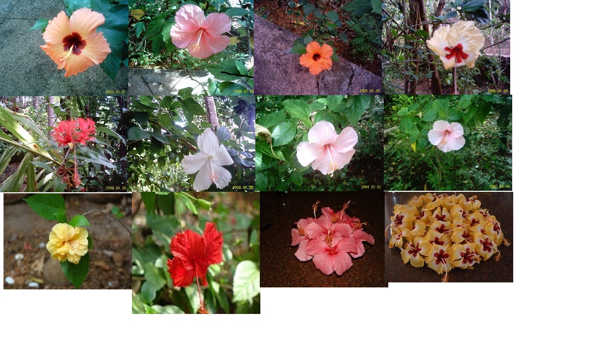 hibiscus.jpeg