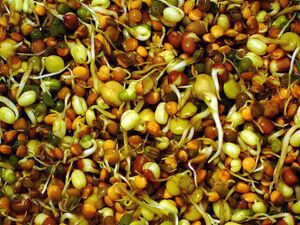 Beansprouts.jpg